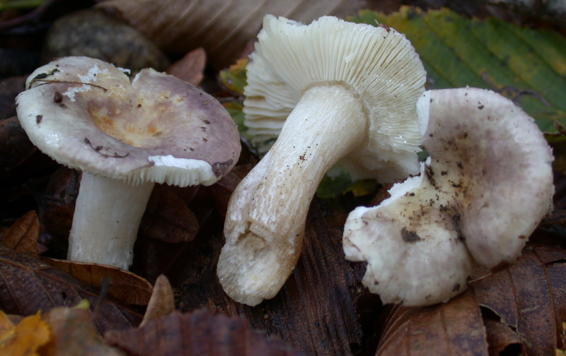 Russula versatilis